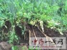 川明参2