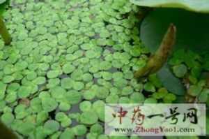 浮萍草2