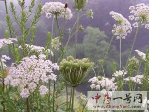 南鹤虱3