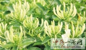 金银花