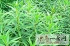 赶黄草5