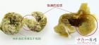 铁皮石斛