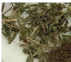 凤尾草饮片