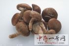 香菇3