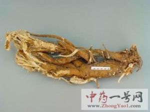 苦参