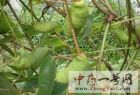 野香蕉1
