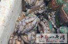 鲍鱼3