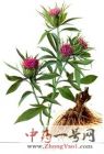 苍术