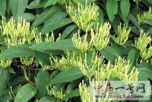 山银花