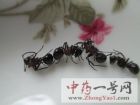 黑蚂蚁3