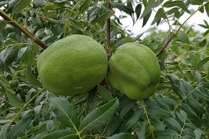 文冠果的功效与作用-用法及别名-文冠果图片