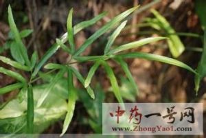 凤尾草