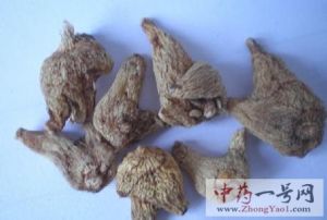 白芨 白芨