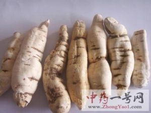 白首乌的功效与作用-用法及别名-白首乌图片