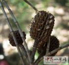 木贼麻黄
