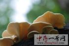 蘑菇2