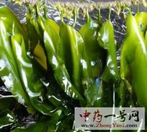 昆布