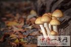 蘑菇3