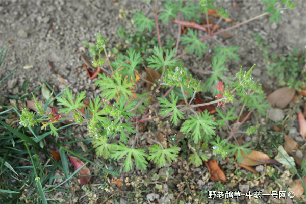 野老鹳草