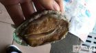 鲍鱼12