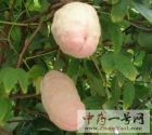 八月札2