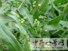薏米