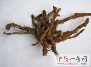骨碎补 骨碎补