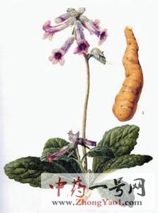 生地黄
