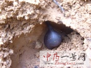 乌灵参1