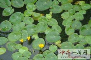浮萍草4