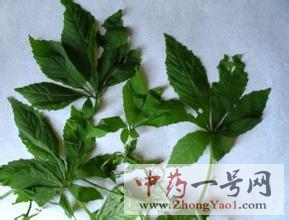 绞股蓝3
