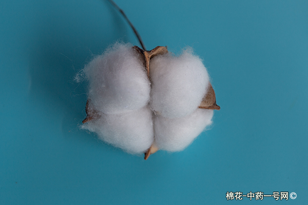 棉花的功效与作用-用法及别名-棉花图片