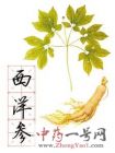 西洋参
