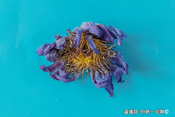 蓝莲花的功效与作用-用法及别名-蓝莲花图片