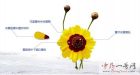 昆仑雪菊7