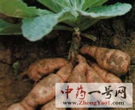 生地黄