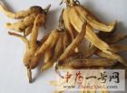手掌参5
