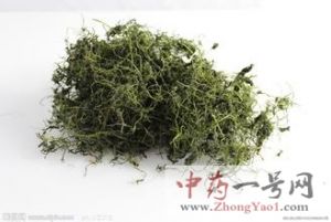 绞股蓝