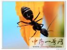 黑蚂蚁1