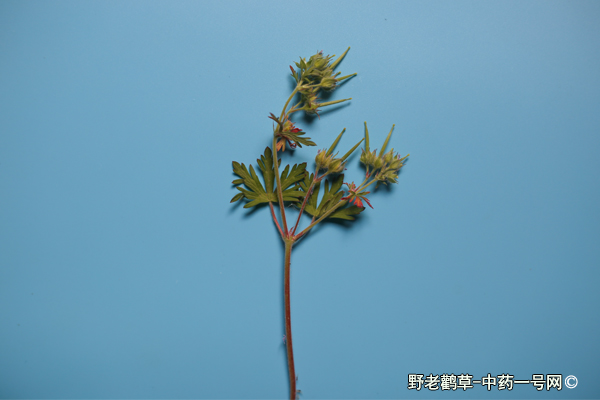 野老鹳草