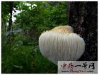 猴头菇3