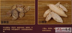 郁金