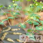 甘遂植物2