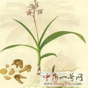 白芨