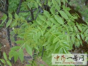 苦木的功效与作用-用法及别名-苦木图片