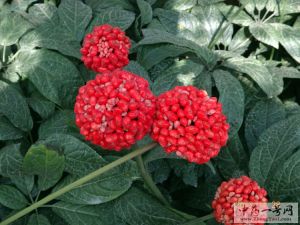 三七花