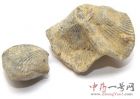 石燕5