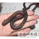 地龙6