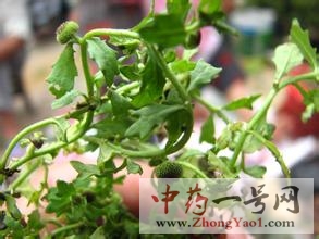 鹅不食草2