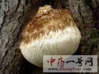 猴头菇5